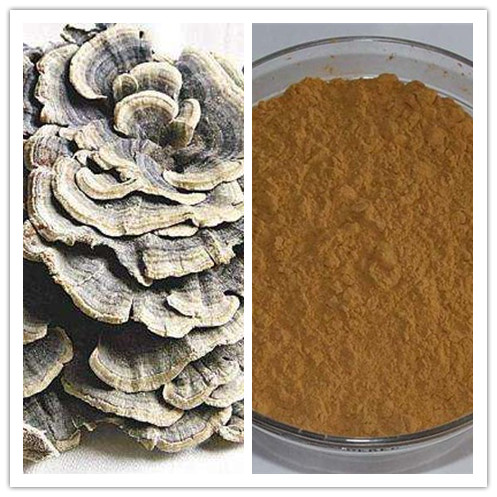 Natural Coriolus Versicolor Extract with 1050 Polysaccharide