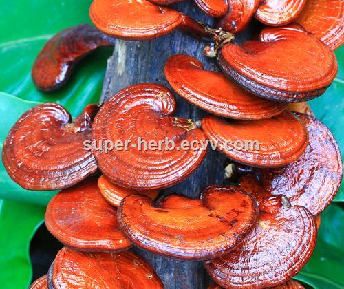 Reishi Mushroom Extract spore powder Ganoderma lucidum 81907622