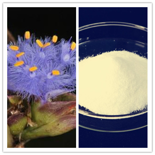 Natural Cyanotis Arachnoidea Extract with Ecdysterone