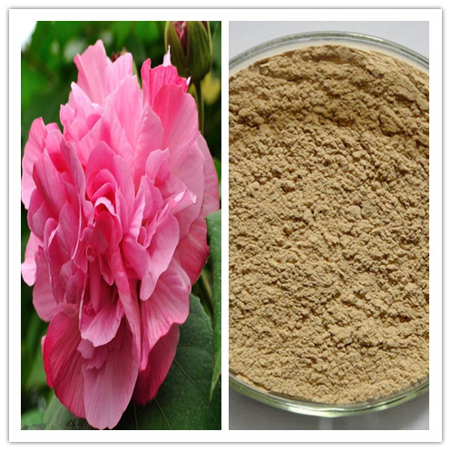 Natural Hibiscus Flower Extract with 5 Anthocyanins