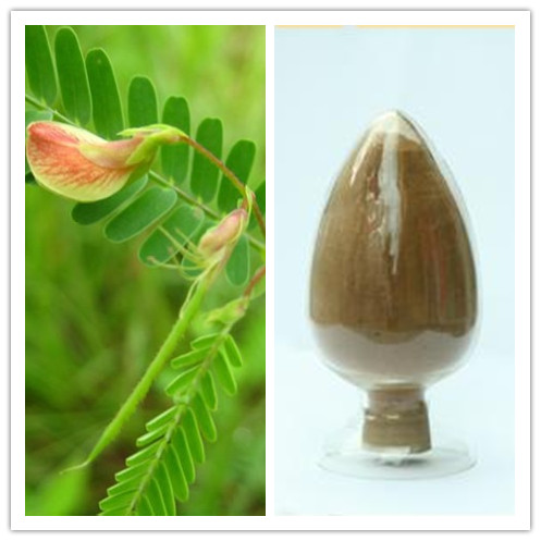 Natural 101 or 8 flavanols Cassia Nomame Extract