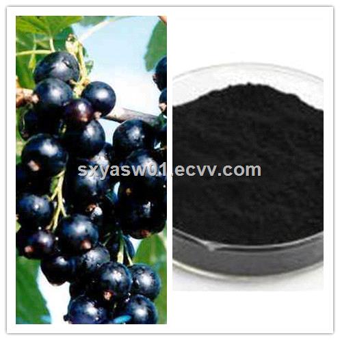 Natural 10 1 20 1 Black Currant Extract