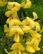 Hot product CAS 485358 Cytisine 99HPLC Thermopsis Lanceolate Extract