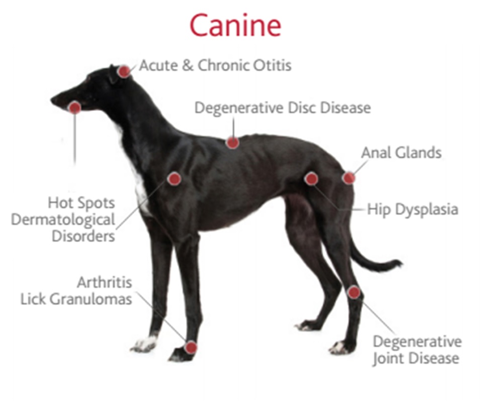 High Power Veterinary Laser Surgery Therapy 980nm Laser