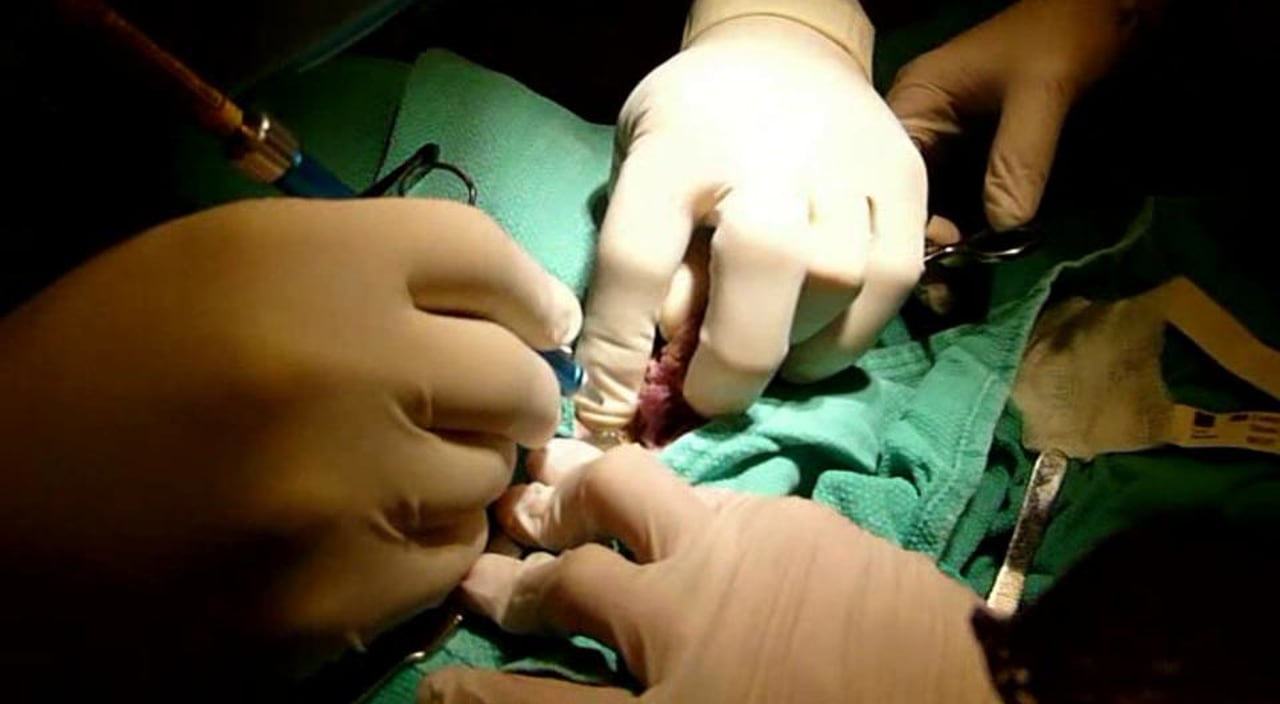 Veterinary Laser Surgery Laser Therapy for Arthritis In Dogs