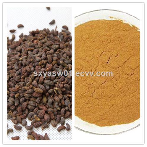 Natural 101 Glossy Privet Fruit Ligustrum Lucidum Extract