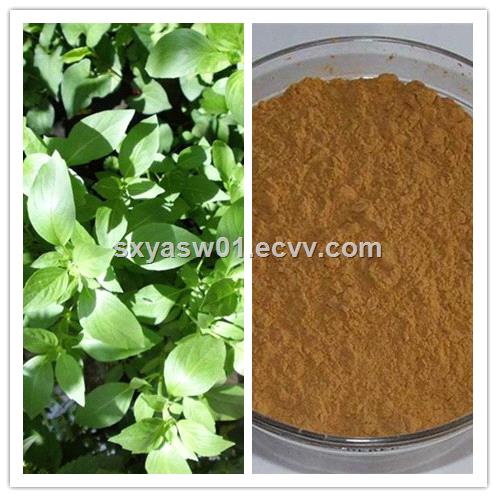 Natural 10 1 20 1 Basil Leaf Ocimum Sanctum Extract