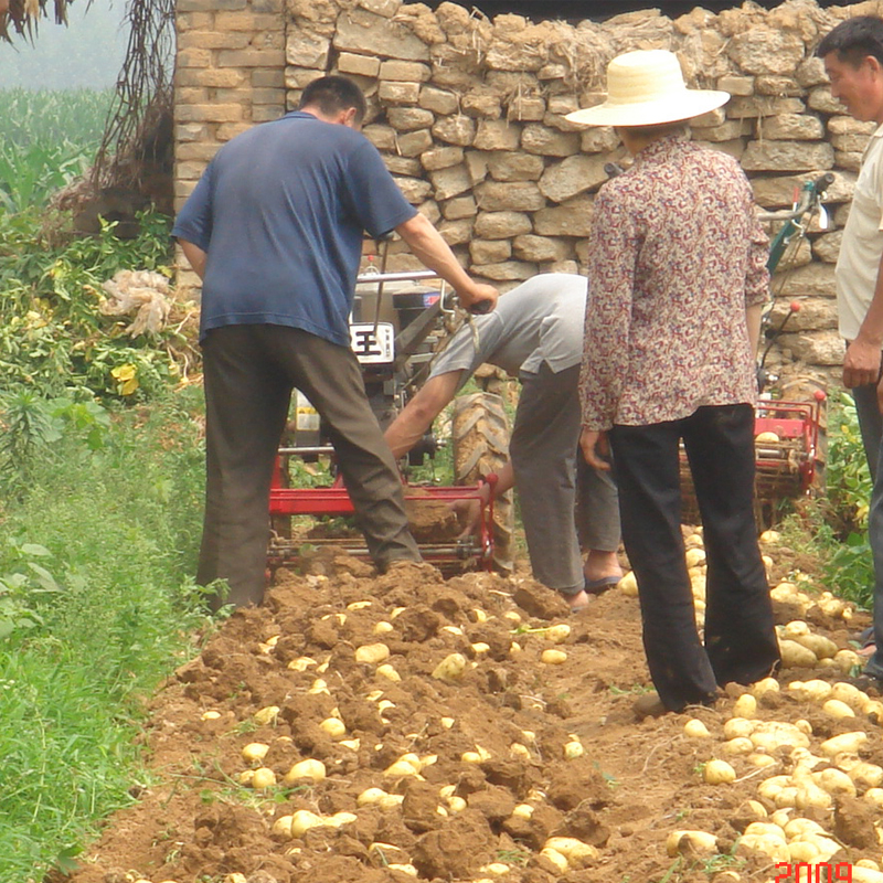 potato digger walking potato harvester mini harvester