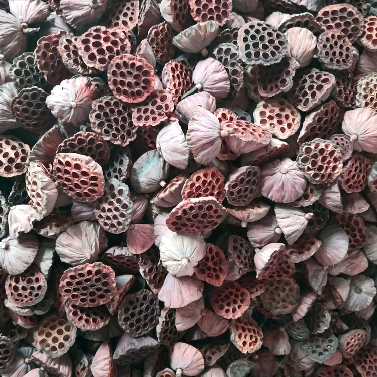 Dried Natural Arrangements Decoration Lotus Seedpod Head Shell Herbal Medicine Wholesaler Exporter Supplier