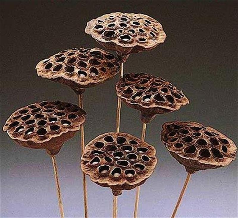 Dried Natural Arrangements Decoration Lotus Seedpod Head Shell Herbal Medicine Wholesaler Exporter Supplier