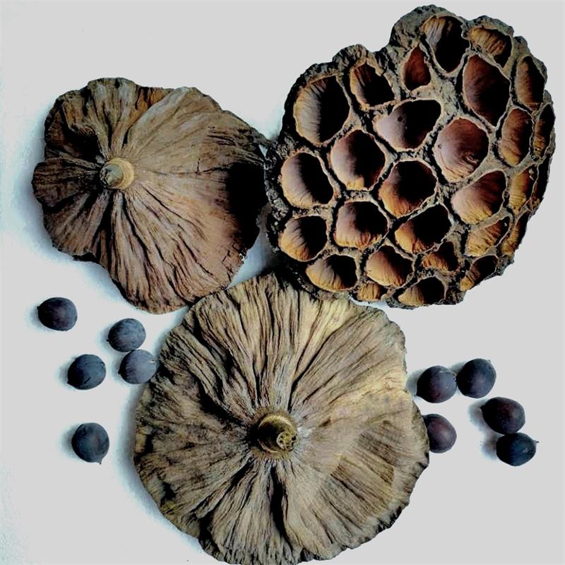 Dried Natural Arrangements Decoration Lotus Seedpod Head Shell Herbal Medicine Wholesaler Exporter Supplier