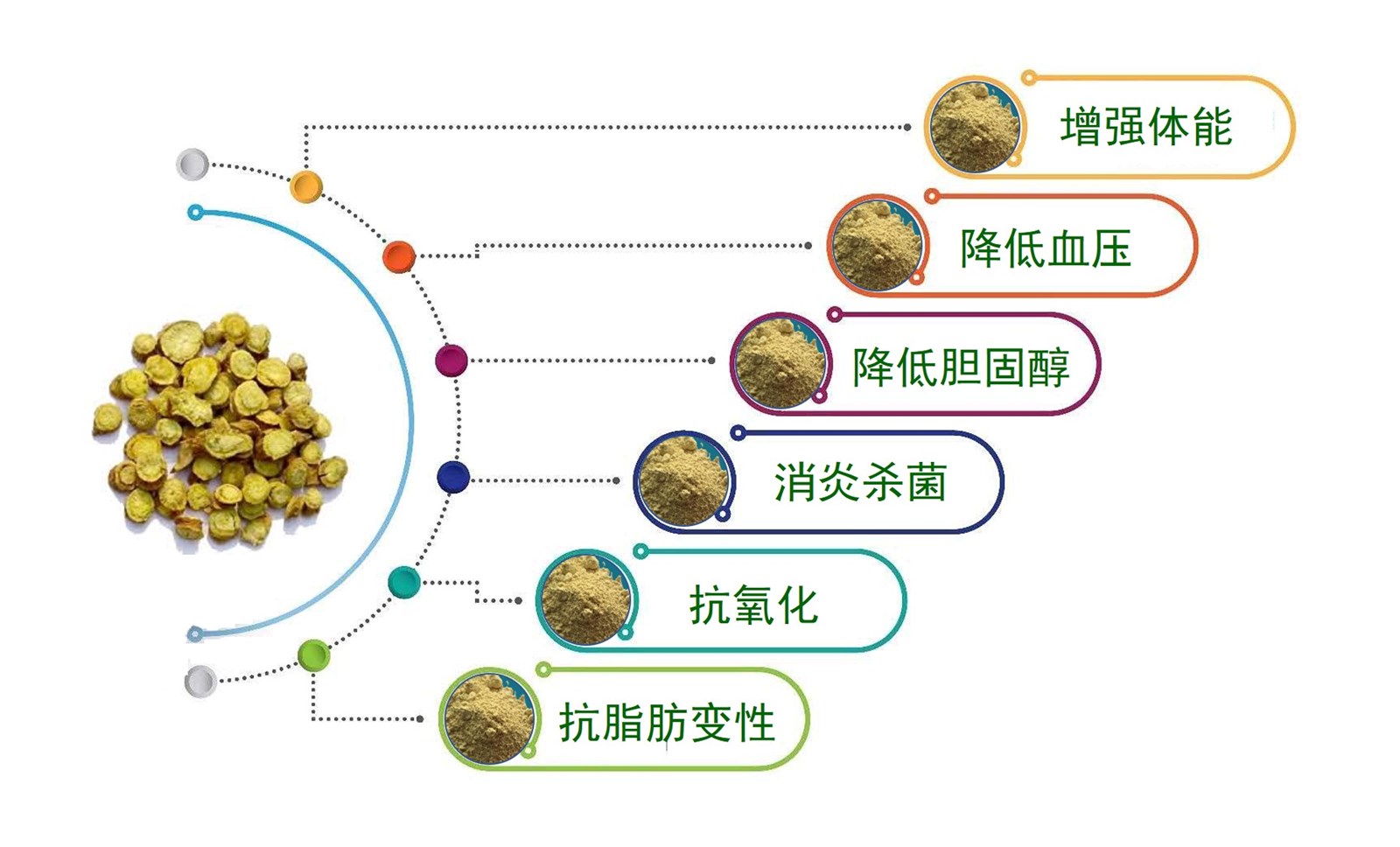 Natural Herb Extract with high Purity Baicalin 85