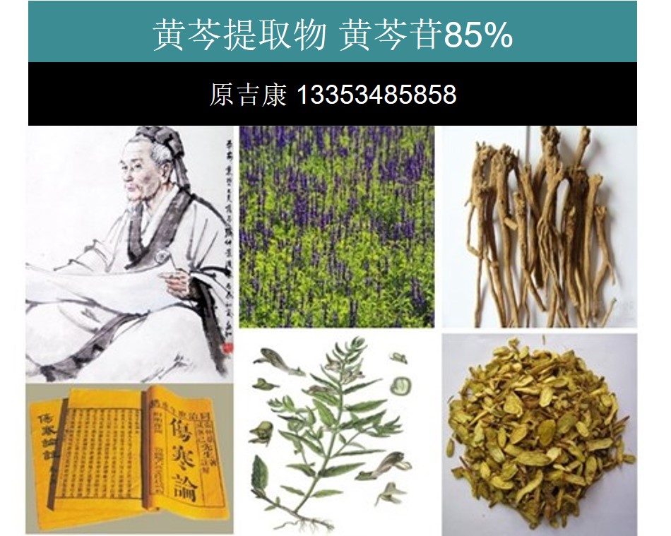 Top Quality Dandelion Extract 5 Flavones Dandelion Root Extract