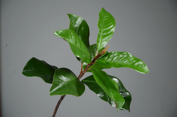 Artificial Magnolia Leaves Artificial Leaves
