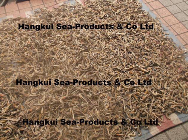 Dried Seahorse Hippocampus Spp