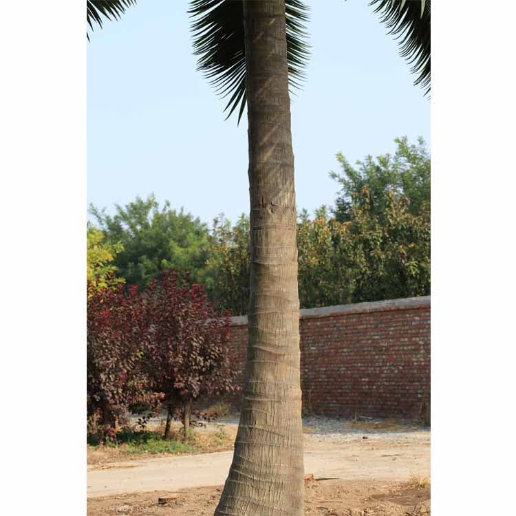 Artificial Coconut TreeIntroduction of outdoor artificial coconut palm trees