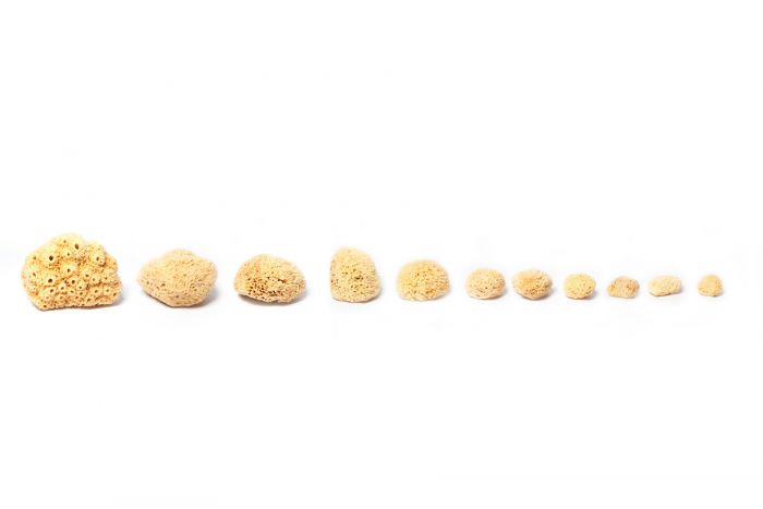 Buy Soft Natural Wool Sea Sponges