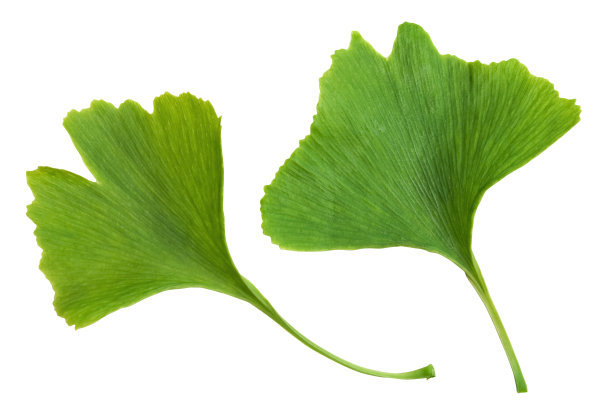 Ginkgo Leaves Extract Pharmaceutical