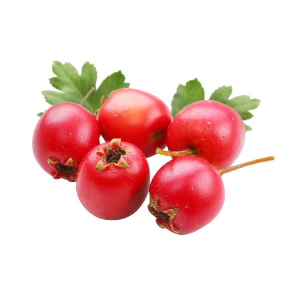 Hawthron Extract Loaded with antioxidants