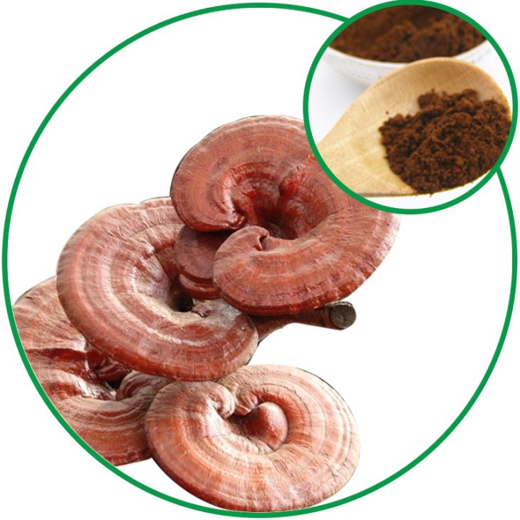 Reishi Extract boost the immune system