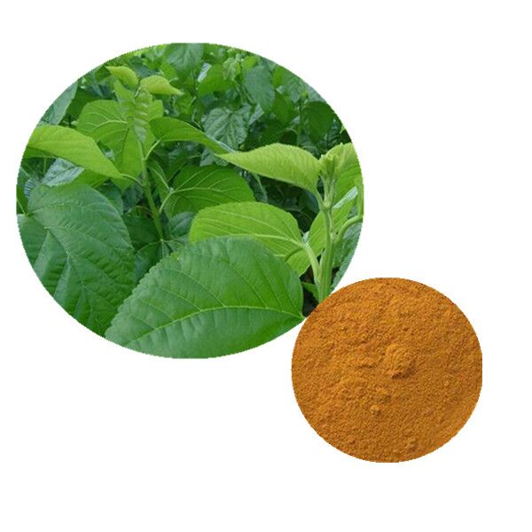 Natural plant extract Mulberry Leaf Extract