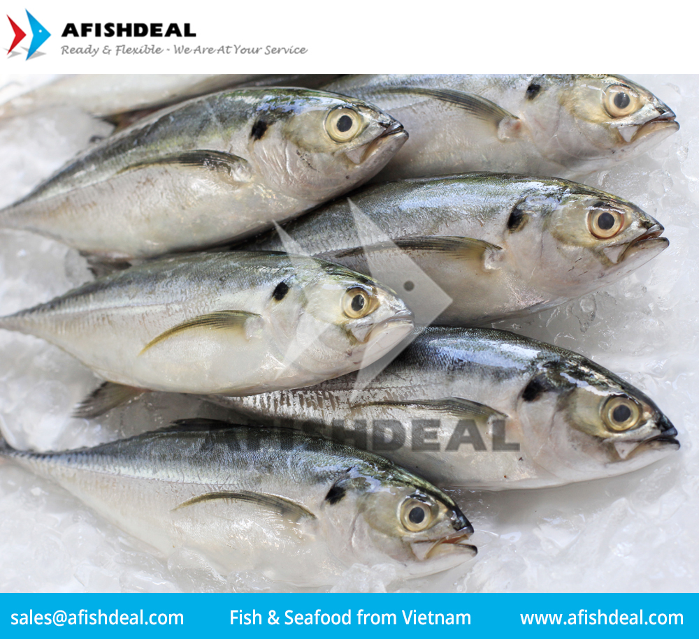 HORSE MACKEREL INDIAN MACKEREL ROUND SCAD YELLOW STRIPE SCAD SARDINE BLACK POMFRET SILVER POMFRET