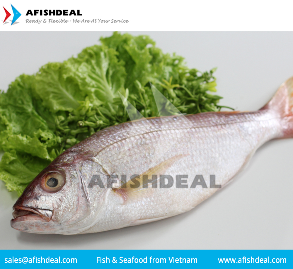 RED MULLET CRIMSON SNAPPER RED SNAPPER FROZEN FISH SEAFOOD FILLET PORTION CUT