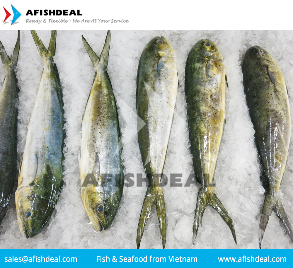 MAHI MAHI CORYPHAENA HIPPURUS SEAFOOD PORTION FILLET WGG STEAK WHOLE FISH FROZEN