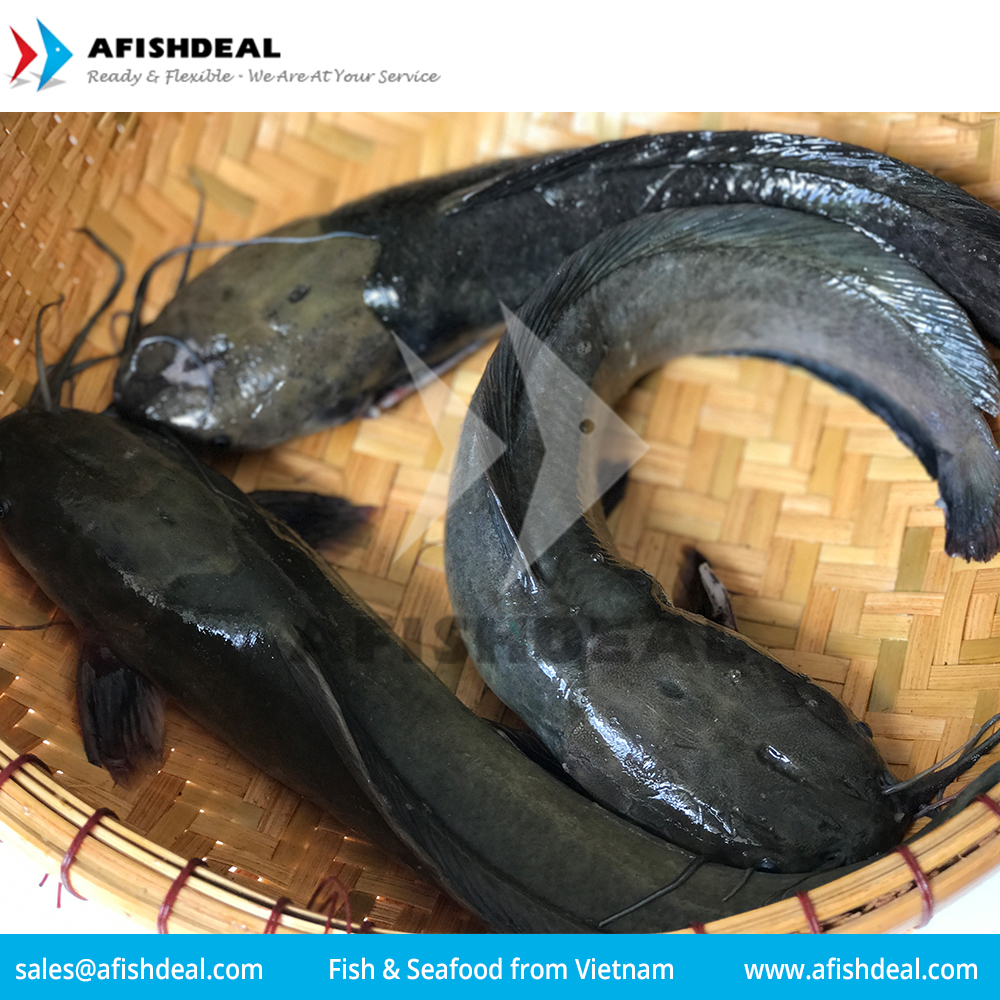 EEL FROG BULLHEAD SNAKEHEAD ROHU FROZEN FISH VIETNAM