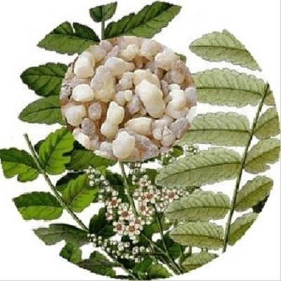 Frankincense Extract Powder65 Frankincic Acid
