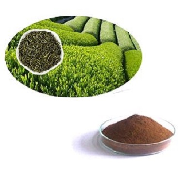 Green Tea Extract Powder from Haokang Biotech