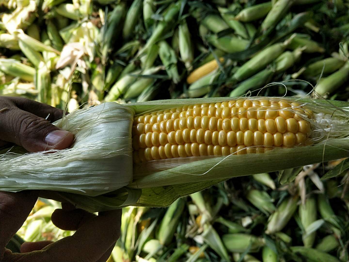 Hot sell Bulk Frozen Sweet Corn Kernels with cheap price