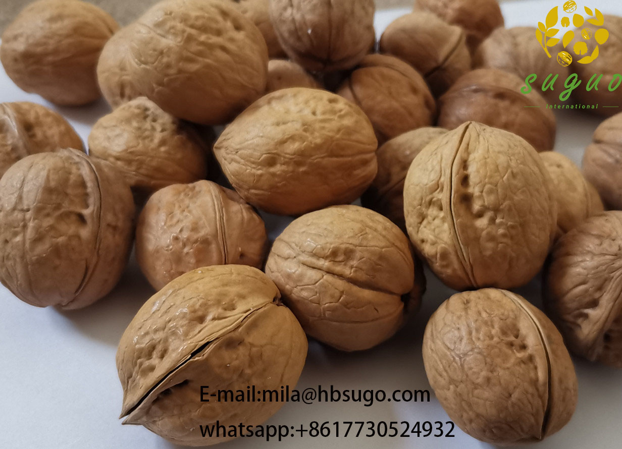 AAA China High quality walnut inshell