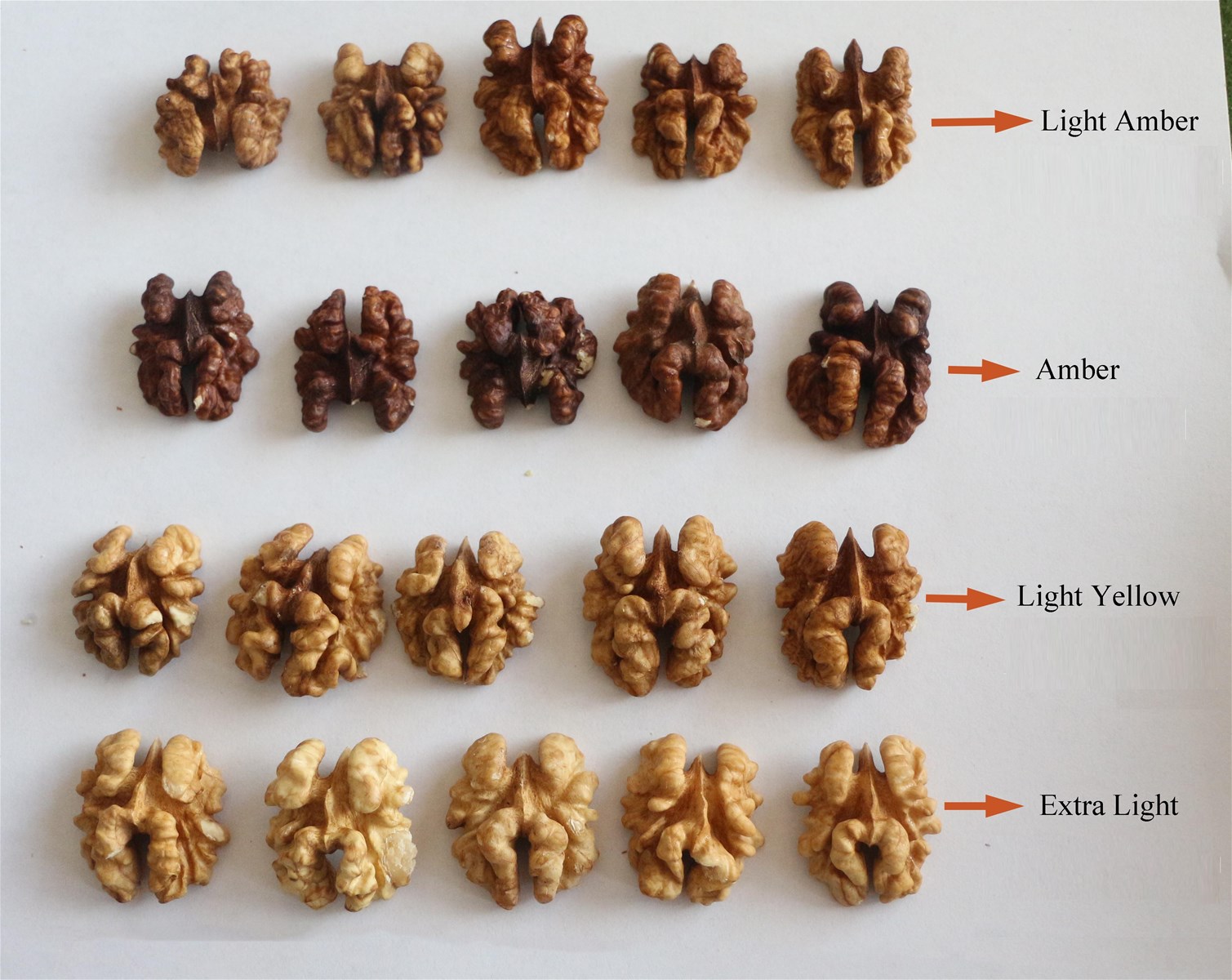 185 The best Walnut Kernels in Quarters