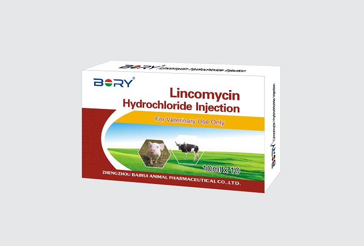 Lincomycin Hydrochloride Injection for Cattle