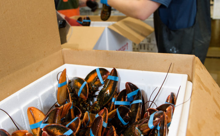 Supreme quality Maine Lobster for sale