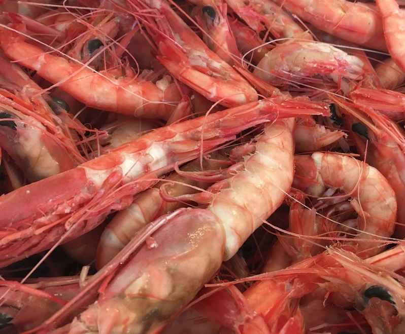 Premium Live and Frozen Red Shrimps