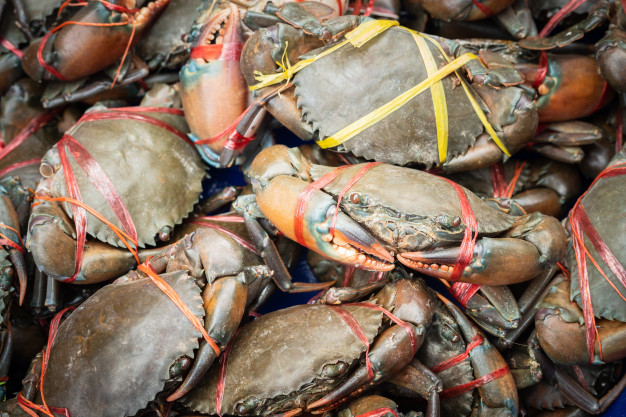 Live and Frozen Mud Crabs for Sale