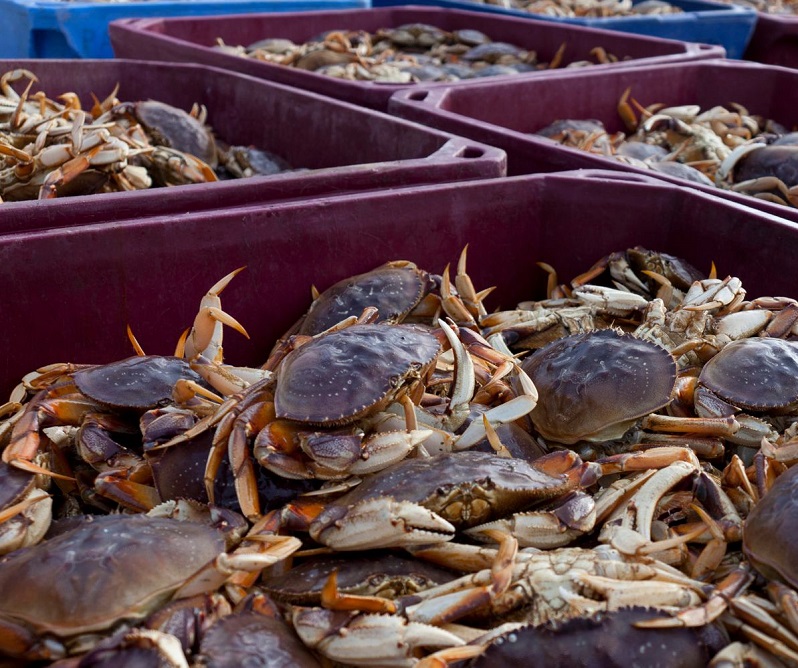 Live and Frozen Dungeness Crab