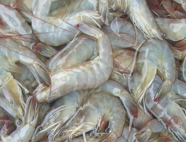 Very high quality Vannamei Shrimp