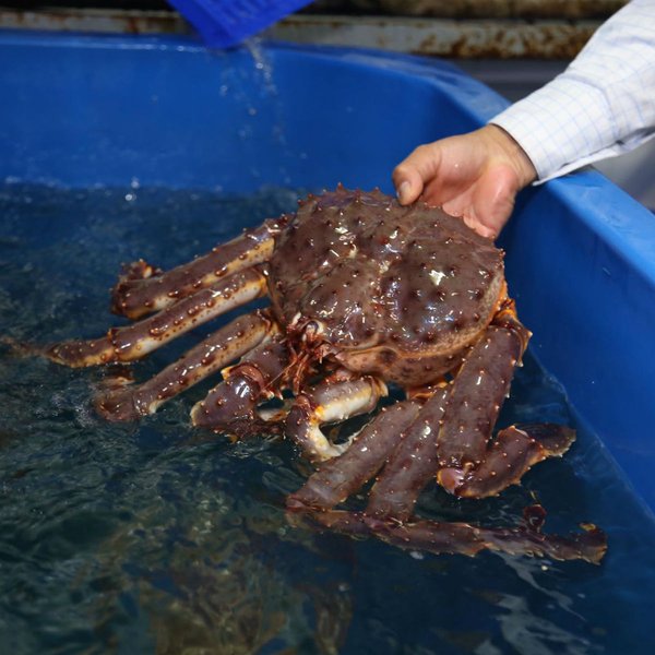 Live and Frozen Red King Crab for sale