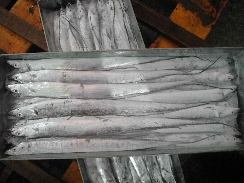 Cheap Frozen Ribbon Fish for Sale