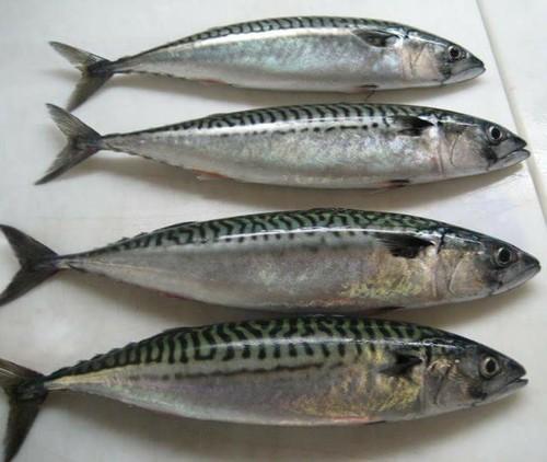 Bulk Frozen Mackerel Fish for Sale