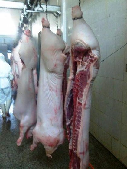 Cheap Frozen Pork Meat for Sale