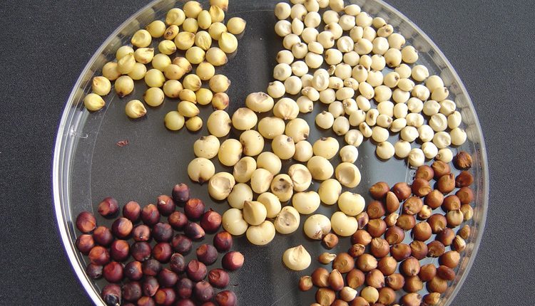Pure Organic Sorghum Grains price
