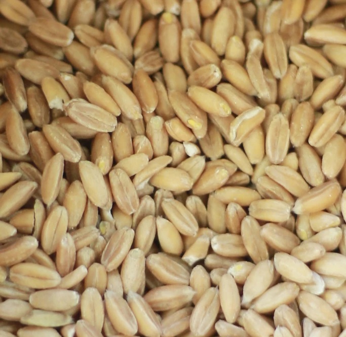 Top quality Organic Wheat Grains