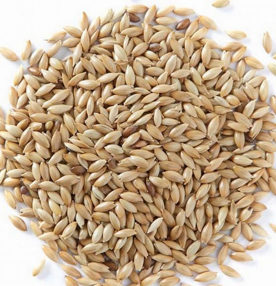 Very high quality Canary Seeds