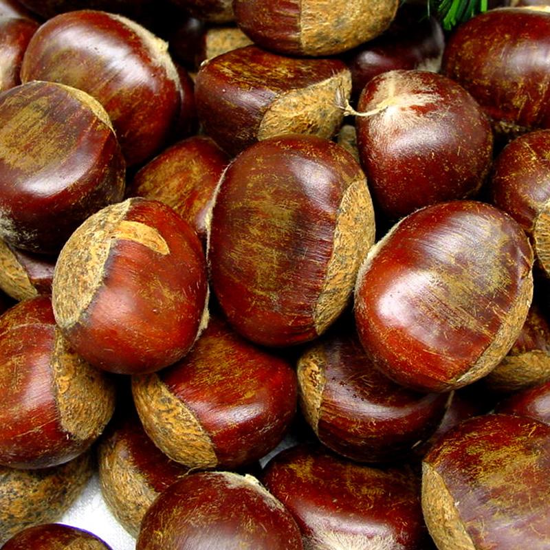 Premium quality Chestnuts for sale