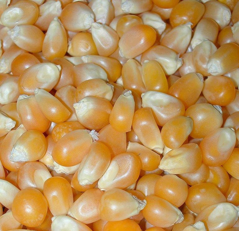 White and Yellow Corn for Sale