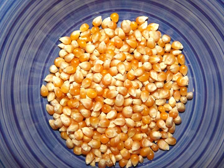 Organic Popcorn kernels for sale